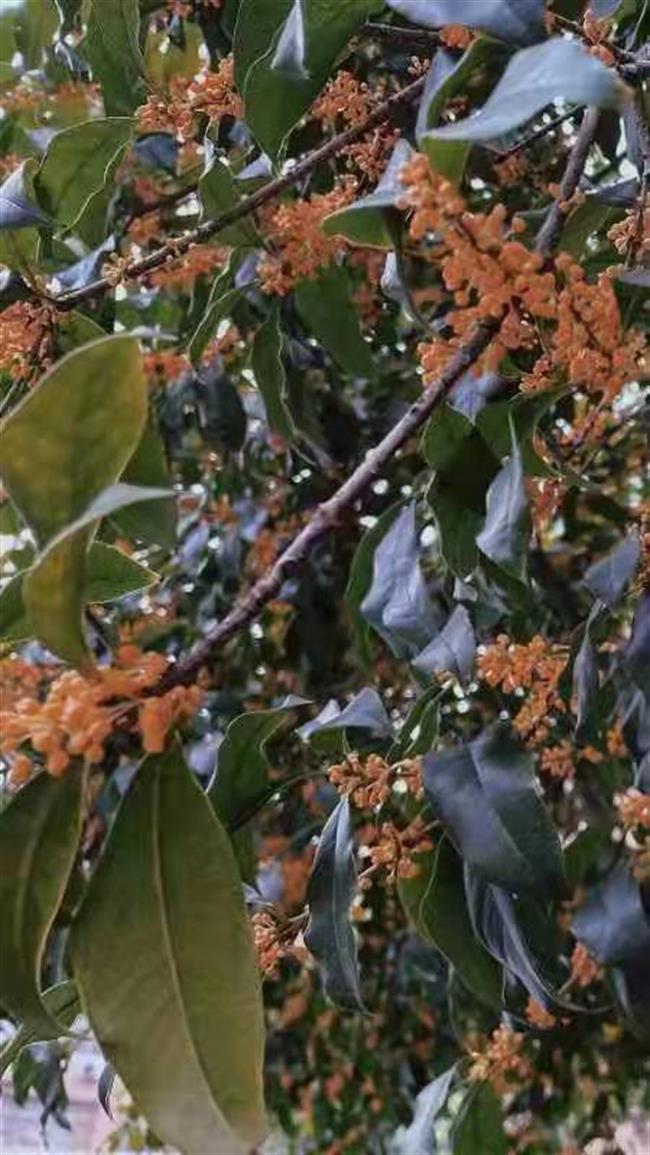 微信图片_20211102124755.jpg 微信图片_20211102124755.jpg