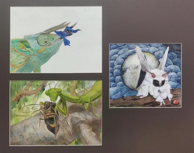 博物插画.jpg